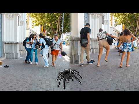 PEGADINHA DA ARANHA - Spider Prank