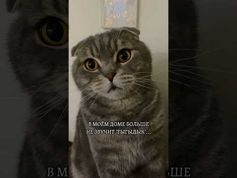 В доме больше нет кота…