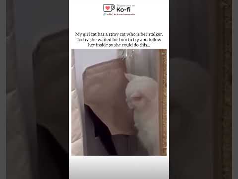 Oh 🤣 #animals #cat #cats #cute #funny #memes #pet #petlovers #reel #catlife