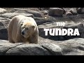 Tundra Ecosystems and Wildlife