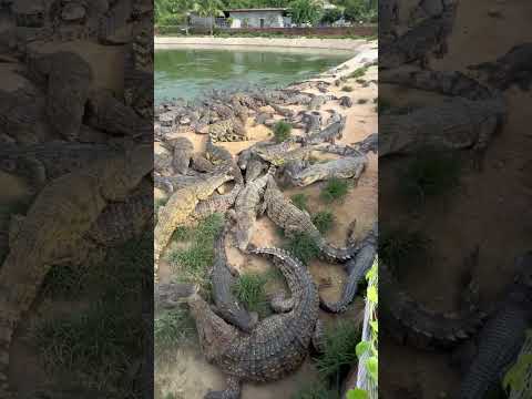Birdie fly straight into crocodiles mouth