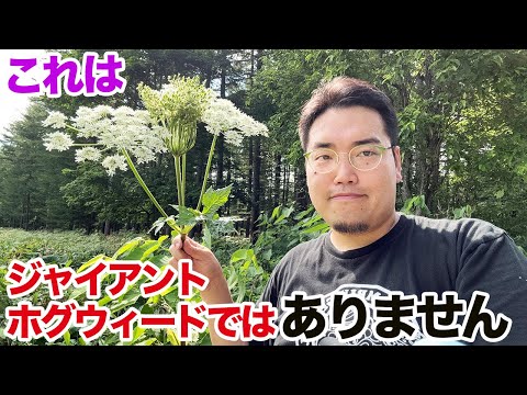これはジャイアントホグウィードではないので食べてみた