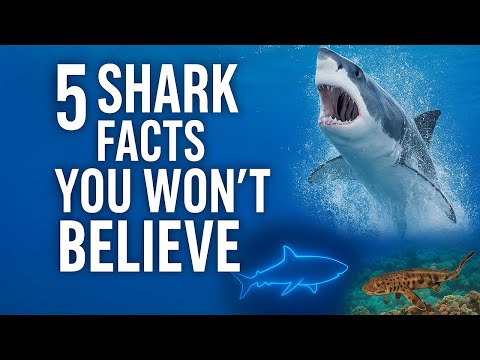 5 Amazing Shark Facts You Didn’t Know | Incredible Secrets of the Ocean | Wild animals