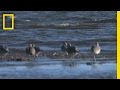 Gulf Oil Spill and Bird Monitoring