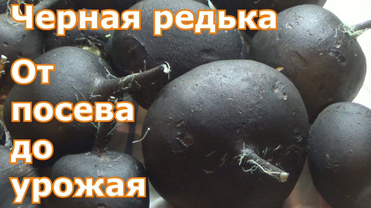 Черная редька. От посева до урожая
