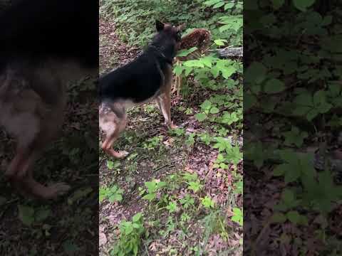 This german shepherd is so caring?#shorts