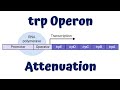 Regulation of the trp Operon