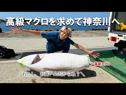 【ヤバイ】早起きして超高級マグロを食べに神奈川に行ったら想像を超えてきてとんでもなかった！