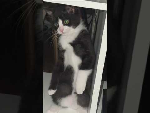 J’ai appris à mon chat à jouer à Minecraft (pt2)