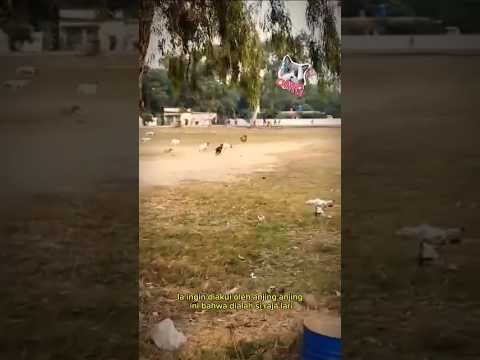 Babi hutan ajak singa dan anjing berlomba lari 😱😂😂 #hewanlucu#babiliar #shortvideo