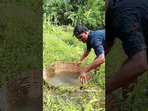 কিভাবে মাছ ধরছে| #comedy_video_comedy_video #shortsvideo #shortviral #shorts #short
