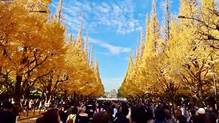 「愛という名のもとに」聖地巡礼 外苑銀杏並木 20251125 「東京タクシー」お散歩ルート