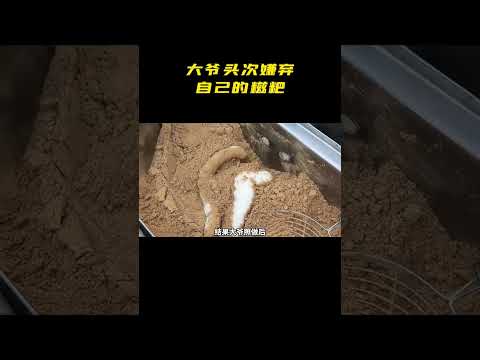 做了十年生意，第一次嫌弃自己做的东西 #糍粑 #小吃 #整蛊