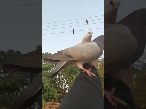 Kabootar Lover Short Video ๐|| Pigeons ||#short