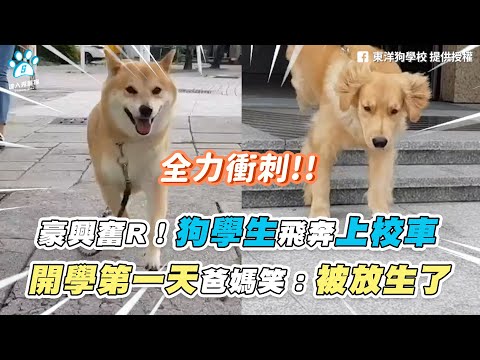 @達人秀寵物 TTshow Pet 【豪興奮R！狗學生飛奔上校車 開學第一天爸媽笑：被放生了】｜FB / 東洋狗學校 ／ IG / popo12_04