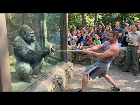 Gorilla vs Bodybuilder: Zoo Tug War Challenge You Canโt Miss! ๐ฆ๐ช