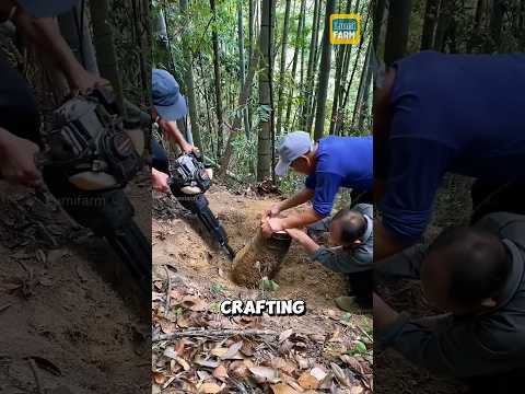Why do Chinese people consider bamboo roots a treasure? #bamboo #shorts
