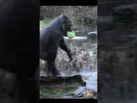 Fact about gorilla #bkbytes