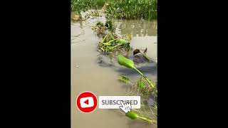 #viralfishing in indian village