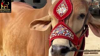 PREMIUM ANIMALS AT AFFORDABLE PRICES..
