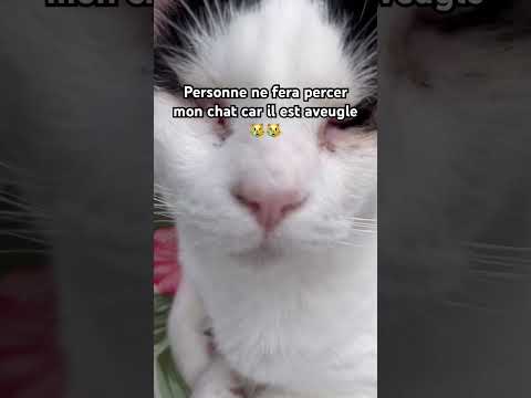 Ce petit chat est trop mignon 🐱❤️ #chat #mignon #cat