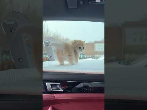 Kittens love to ride in cars