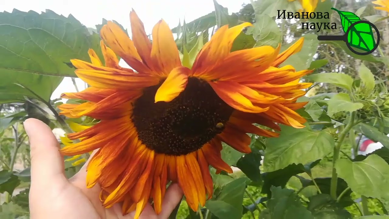 Короткая прогулка по участку. Почему у меня все хорошо растет и не болеет? Мой подход к садоводству.