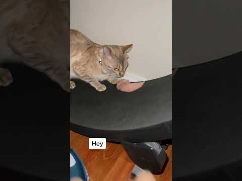 That’s not your dinner, dude🐈🤣#cat #catbehavior #funnycats #foryou #fyp #pets #catlovers