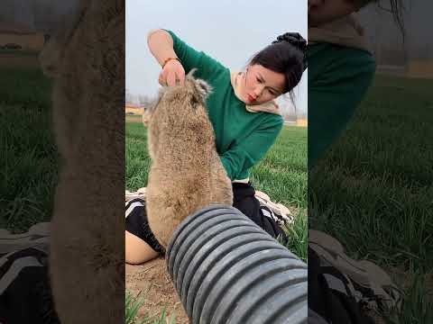 #三农耕耘计划 #公羊兔 #我的乡村生活 #funny