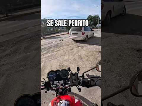 Perrito Prófugo😟😆 #Repartidor #Motos #MotoVlog #Motocicletas #Trabajando
