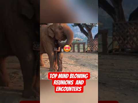 🔥🫵🏽Mind Blowing Encounters With Elephants and Humans💪🏽🤩 #elephant  #animals #shorts