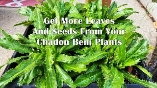 Chadon Beni (Bandania / Culantro) Gardening 101 | Caribbean{Pot.com