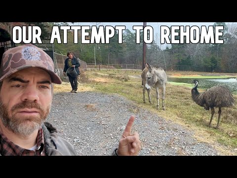 Unexpected Donkey & Emu Rescue Mission Did NOT End as Expected!