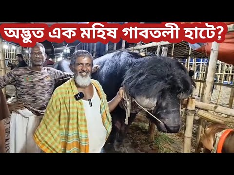 মাথায় চুল হাতির মতন চোখ একটি মহিষ গাবতলী হাটে 2024 সালে কোরবানি উপলক্ষে কত টাকায় বিক্রি করছন