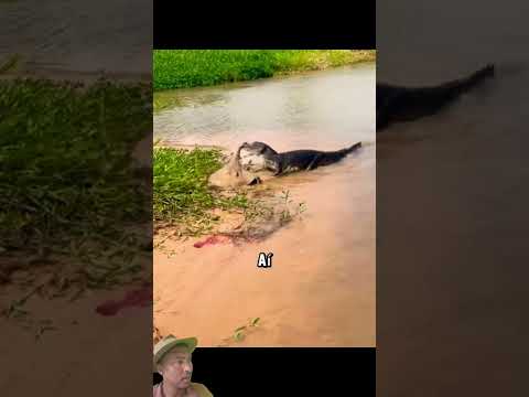 #bichos #humor #animals #velhochico #jacare #arraia