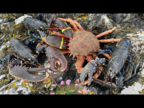 Freediving for Lobsters and Crabs with Beach Fire Cooking | The Fish Locker