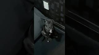 Teaching Puppy To go Down Stairs #puppy #fyp #staffordshirebullterrier