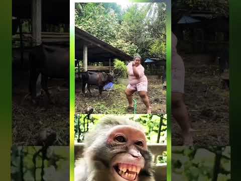 ๐ : malah goyang ๐๐๐