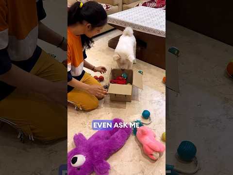 Tedu ne mera saaman donate kar diya #pomerinian #doglover #comedy #trending #shorts