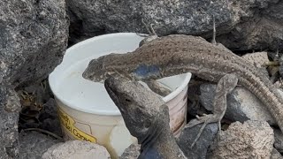 Am adapat soparlele insetate! Alungati de caldura sus pe munte! Cat de racoare este la peste 2000m?