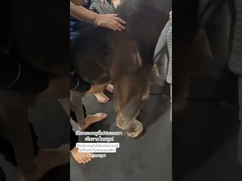 ถึงแม้ขาน้อยๆของ ด.ญข้าวต้ม ยังไม่มีแรงในตอนนี้แต่หัวใจดวงน้อยไม่เคยยอมแพ้ค่ะ สู้ๆนะ ต้าวน้อยของแม่