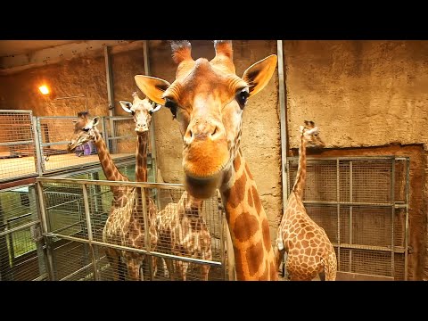 Une saison hors normes au Zoo !