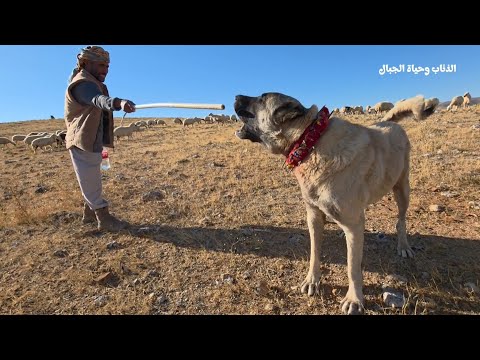كلاب الكانجال تفترس حيوان غريب