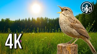 Wonderful Birdsong at Dawn — The Best Sound of Nature!