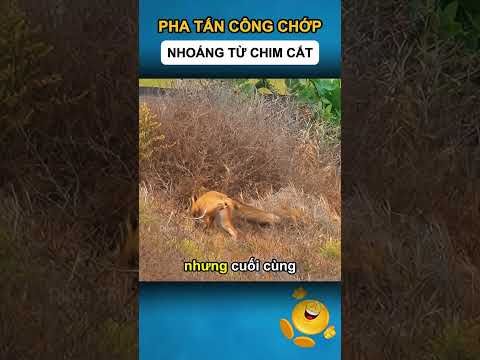 PHA TẤN CÔNG CHỚP NHOÁNG TỪ CHIM CẮT