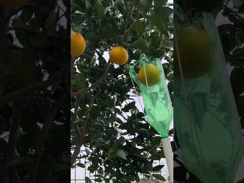 Fruit picking tool ~ very useful!