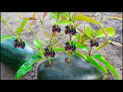 Amazing Skill Grafting Java Plum In Watermelon And Growing Fast