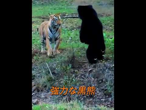 強大な黒熊！ #animals