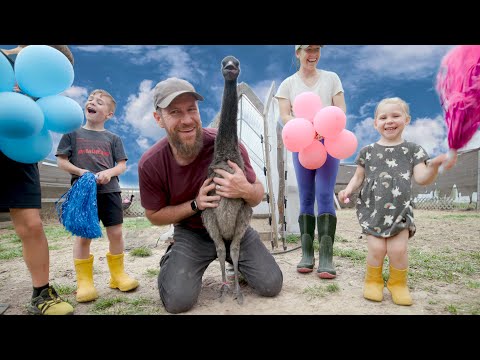 Watch Emus React to their Gender Reveal!