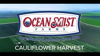 Ocean Mist Farms Cauliflower Harvest thumbnail